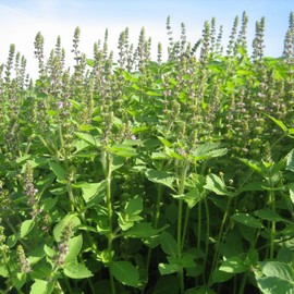 Holy Basil Seeds Tulsi, Ocimum Tenuiflorum Aromatic Herb Health Benefits Culinary Garden Containers Outdoor 2000Pcs Herb Seeds by YEGAOL Garden