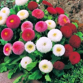 KIRA SEEDS - English Double Daisy Bellis perennis Mix - Perennial Flowers for Planting - GMO Free