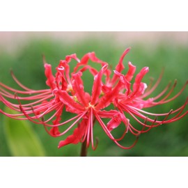 Heirloom Red Spider Lily (Lycoris Radiata) Bulbs, Fall Blooming Perennial, Perfect for Southern Climates, Pack of 10 Bulbs