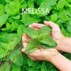 ACEITE ESENCIAL DE MELISSA OFFICINALIS 15 M