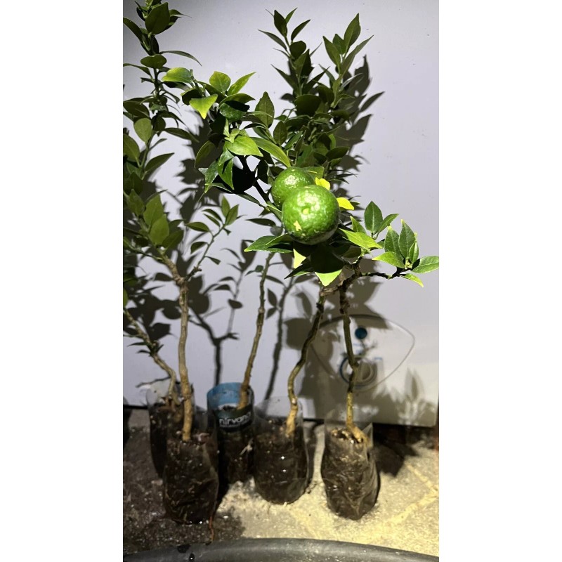 Mightyoaktreenursery.com Myrtle Leaf Orange 14-20” tall (Citrus myrtifolia) Chinotto 2.5"