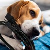 Cacovedo 30 ft Dog Cat Cord Protector Electric Wires Covers