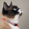 Meow Town Nylon with Rhinestones Cat Collar, 3/8-Inch, Red