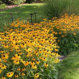 Park Seed Goldsturm Strain Rudbeckia Seeds, Resilient Black-Eyed Susans, Pack of 50 Seeds