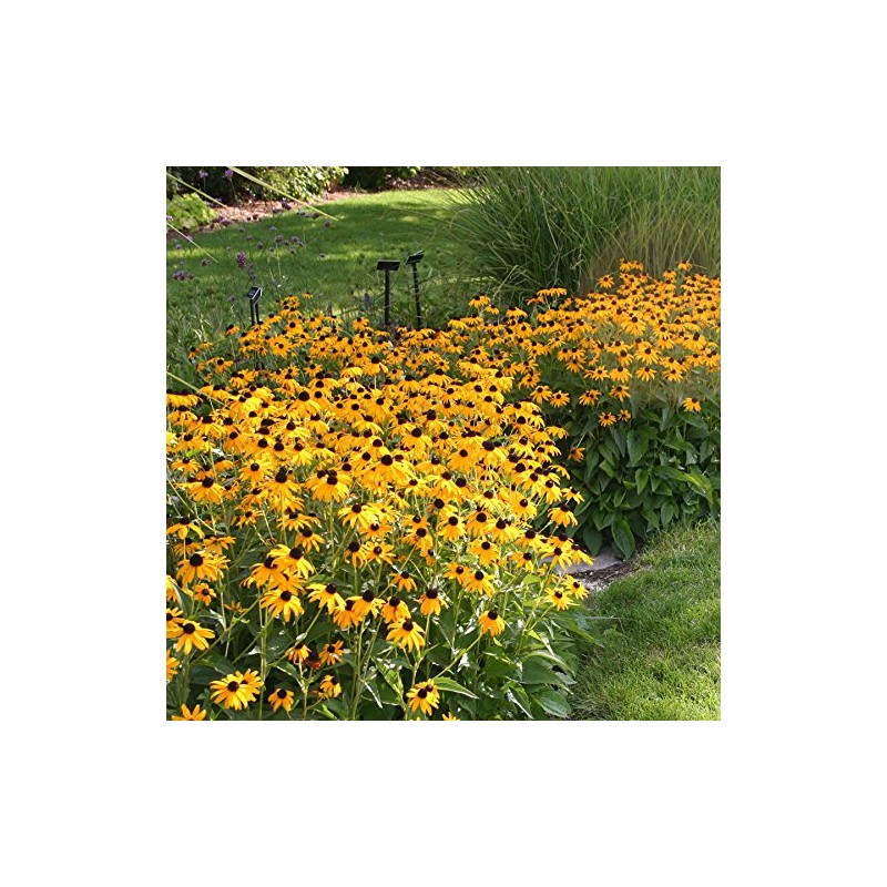 Park Seed Goldsturm Strain Rudbeckia Seeds, Resilient Black-Eyed Susans, Pack