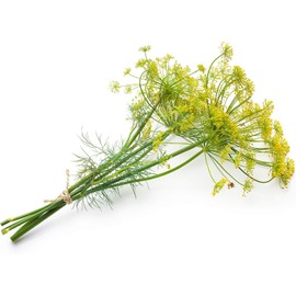 Organic Bouquet Dill (Anethum graveolens), 250 Seeds (0.5 Grams) - Cut Flower Bouquet Accent Herb by Smoke Camp Crafts