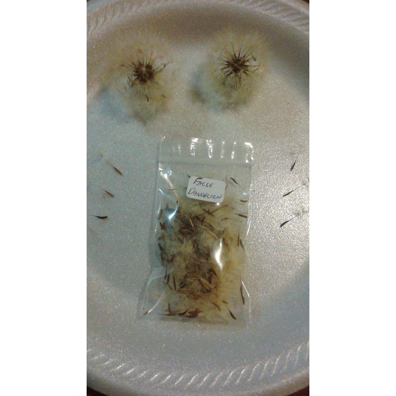 False Dandelion (250 Seeds)