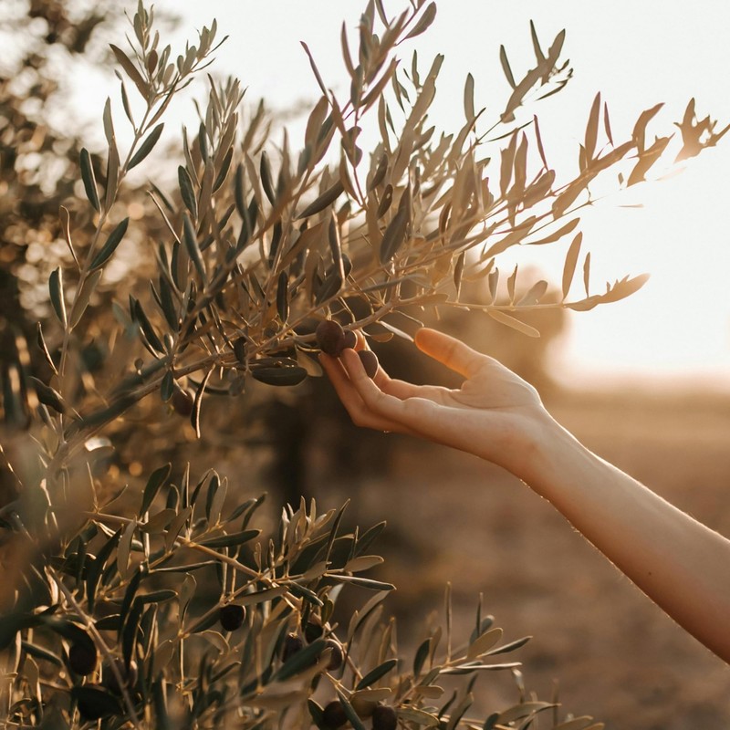 Marmarabirlik Black Olives, Turkish Dry Cured Black Olives, Hand-Picked, Healthy