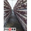 From cultivation to harvesting, pesticide-free pure domestically produced wood ear