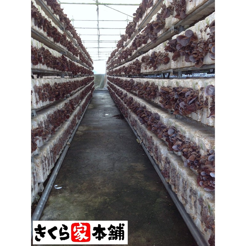 From cultivation to harvesting, pesticide-free pure domestically produced wood ear