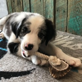 Large Rope Toy with Elk Burr-All Natural, Grade A, Premium Antler Dog Treats,