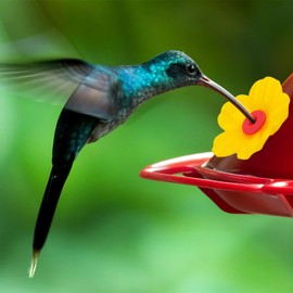 HJZHII 20pcs Hummingbird Feeders Replacement Flowers, Hummingbird Feeder Parts with 3 Cleaning Brush Bird Feeder Replacement Flowers Feeding Ports Bee Guards for Outdoors Hanging Feeders