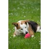 Petface Foodie Faces Latex Raspberry Dog Toy with Built-In-Squeaker, Small