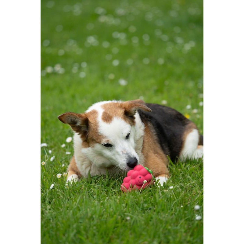 Petface Foodie Faces Latex Raspberry Dog Toy with Built-In-Squeaker, Small
