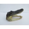 Atlantic Coral Enterprise Real 8" Alligator head from a 5 foot gator