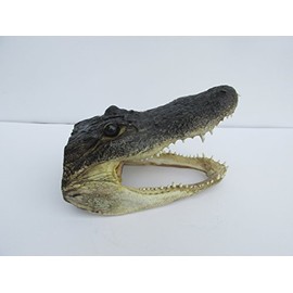 Atlantic Coral Enterprise Real 8" Alligator head from a 5 foot gator