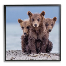 Stupell Industries Baby Bear Cubs Photography Framed Giclee Art by Paolo Mignosa