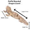Vivid Arts - Zoo Pet Pals - Bearded Dragon Lizard