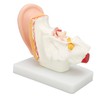 Human Ear Anatomical Model Clear Structure Simulation Inner Ear Model