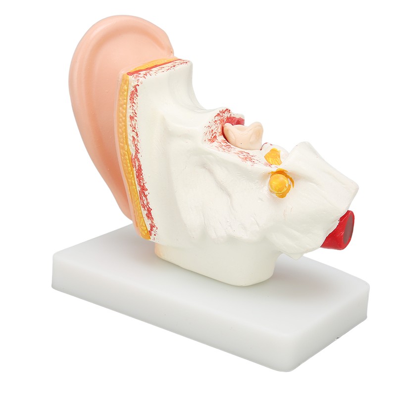 Human Ear Anatomical Model Clear Structure Simulation Inner Ear Model