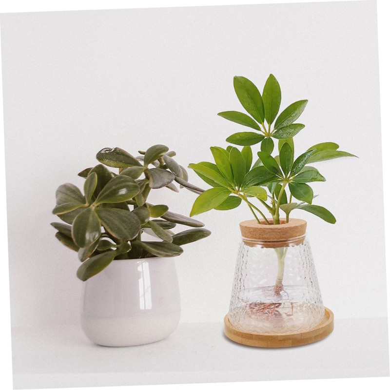 Abaodam 2Pcs Hydroponic Glass Plant Propagation Jars with Stand Lid