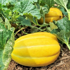 TomorrowSeeds - Early Silver Line Korean Melon Seeds - 50+ Count - for 2025 Planting Yellow White Stripe Japanese Cantaloupe Chamoe Ginkaku Makuwa Asian Fruit Cucumber Melon Grow Your Own Home Farm