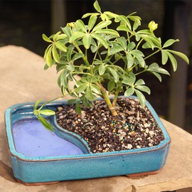 Brussel's Bonsai Live Hawaiian Umbrella Bonsai Tree - Medium, 5 Year, 6 to 10 Inches Tall - Indoor Bonsai Tree with Water Bonsai Pot