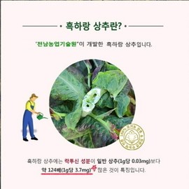 Black Harang Good Dream Tea Nutritional Value Lactucin Lettuce / 흑하랑 굿드림티 영양성분 락투신 상추