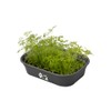 Elho Green Basics Propagation Bowl S – Vivid Black –