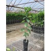 Tree Kishu Mandarin Tree (Seedless) - 24-36" Tall - Live