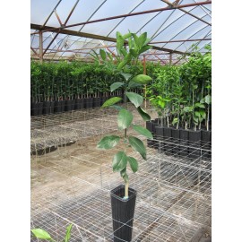 Tree Kishu Mandarin Tree (Seedless) - 24-36" Tall - Live Citrus Plant - Gallon Pot