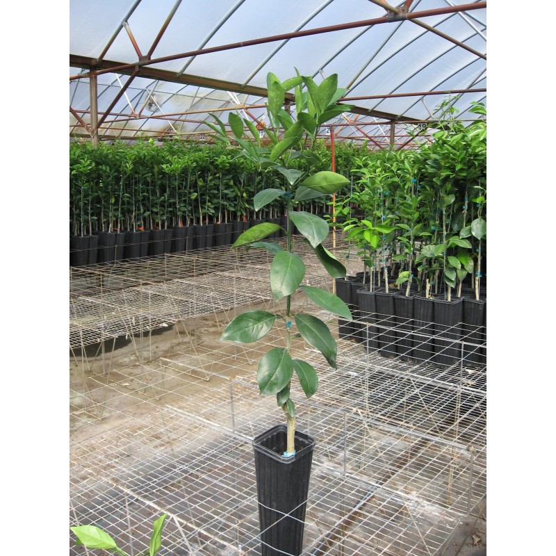 Tree Kishu Mandarin Tree (Seedless) - 24-36" Tall - Live