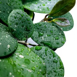 Malibu Tropical Hoya Obovata Splash Live Houseplant 4" Pot Thick Round Leaves (California Grown)