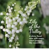 Herb & Root Lily of the Valley Eau de Parfum: