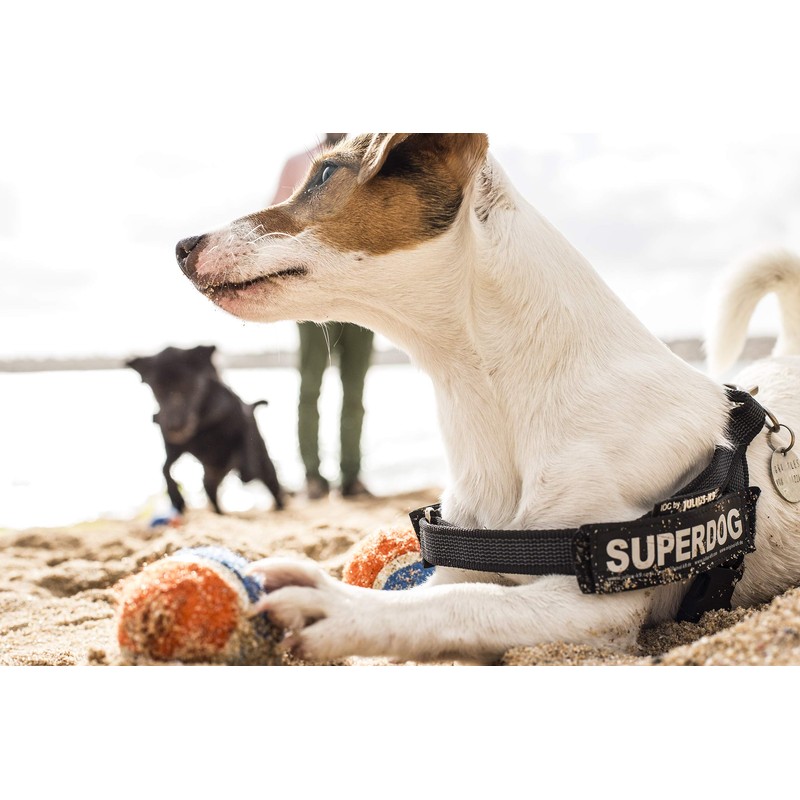 Julius-K9, IDC Color & Gray Belt Harness, Size: S /