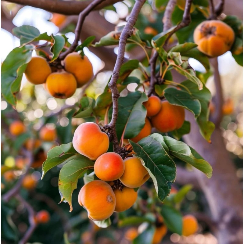 No Brand American Persimmon Tree - Live Plant 6-12" -