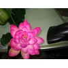 Plastic Artificial Lotus Flower Stick 40" Long