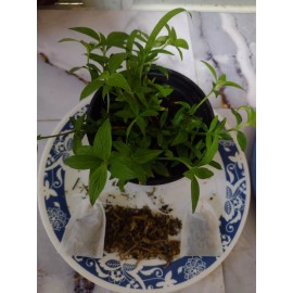 100% Pure Té  Rompe Piedras. Vaquina  Y Juana La Blanca, Tea Bags