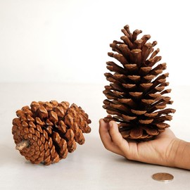 Pinecone Christmas Ornaments Natural Wood Holiday Decorations Rustic Farmhouse Xmas Tree Decor for Home Party Gift 12-15 cm 3 pcs