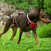 PUPTECK Escape Proof Dog Harness with Padded Handle, No Pull