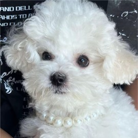 FURLINGDA Cat Pearl Necklace, Small Dog Teddy Necklace Jewelry Chihuahua York Girl Pearl Jewelry, Puppy Accessories, Pet Necklace Gift (Pearl Necklace, 10‘’+2‘’)