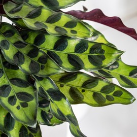 U UNITED NURSERY Live Calathea Rattlesnake Prayer Plant Goeppertia insignis Easy Care Plant Shipped in 6 inch Grower Pot