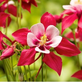 CHUXAY GARDEN 25 Seeds Red Aquilegia,Granny's Bonnet,Columbine Flower Red White Lovely Flowers Hardy Wildflower Attract Butterflies and Hummingbirds Easy Care