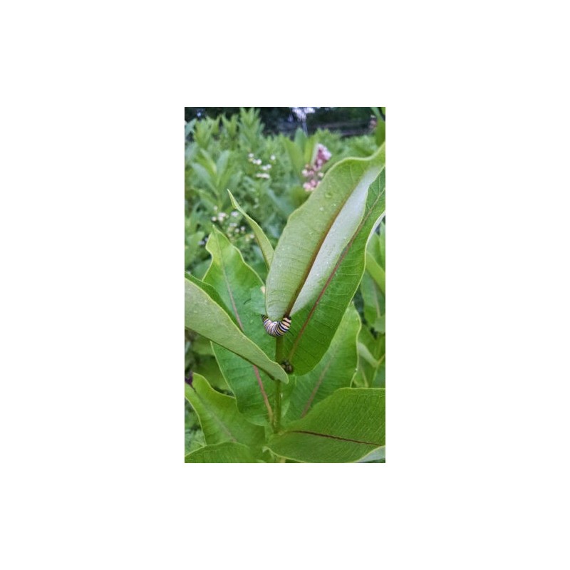 Milkweed Monarchy 2 oz (6k+) Common Milkweed Seeds (Asclepias syriaca),