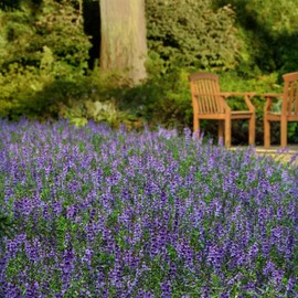 Eden Brothers Angelonia Seeds - Serena Blue