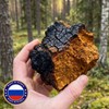러시아 차가버섯 분말 100% 120g, 120g, 1개 100% Chaga Mushroom