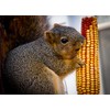 24 ears corn--squirrels animals and crafts new crop--IOWA CORN