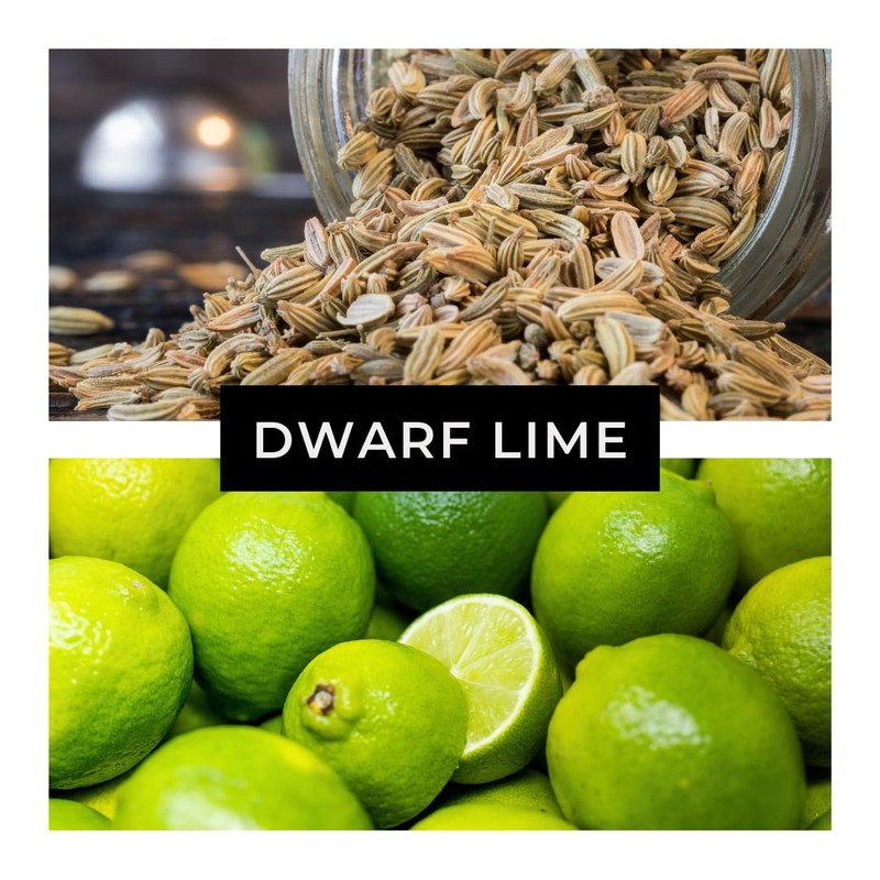 Dwarf Lime Tree Seeds – 20+ Healthy Seeds for Planting