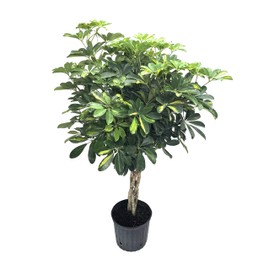 Umbrella Tree Gold Capella | 1 Extra Large 3 Gallon Plants | Schefflera Arboricola | Indoor Houseplant, Tropical Foliage, Easy Care, Low Light Tolerant, Air Purifier, Fast Growing, Live Decor