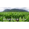 Yakushima Spring Turmeric 600 tablets, 120g spring turmeric tablets grown